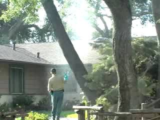 Spraying up into tree